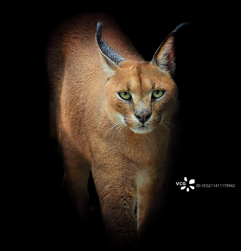 黑色背景下的猫特写肖像图片素材