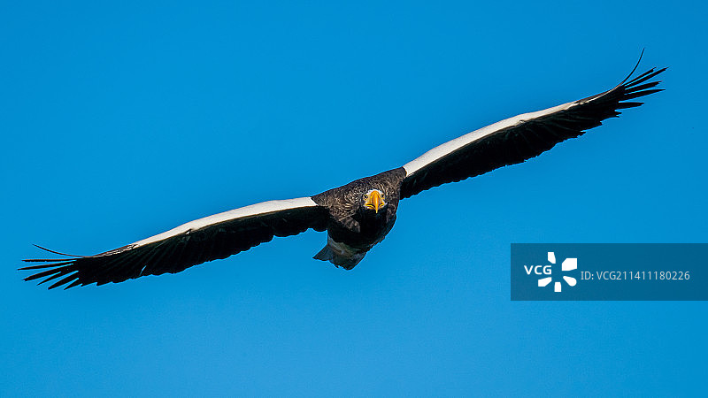 低角度的视角，鹰飞行在清澈的蓝天图片素材