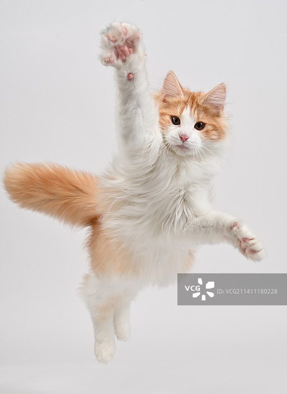 白色背景下跳跃的猫特写图片素材