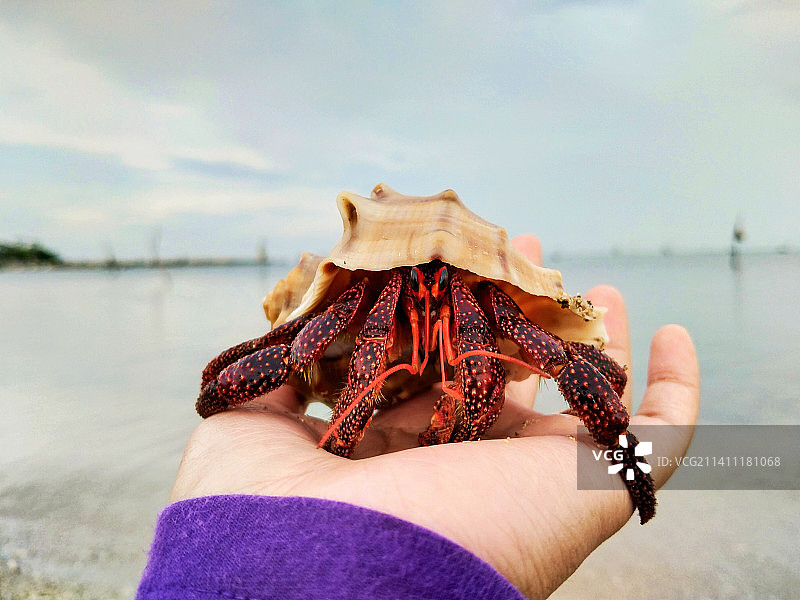 在海滩上手持死亡的海星图片素材