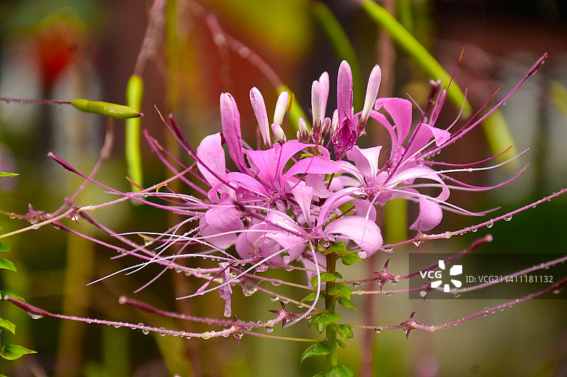 印度锡金邦甘托克喜马拉雅兰花上的露珠图片素材