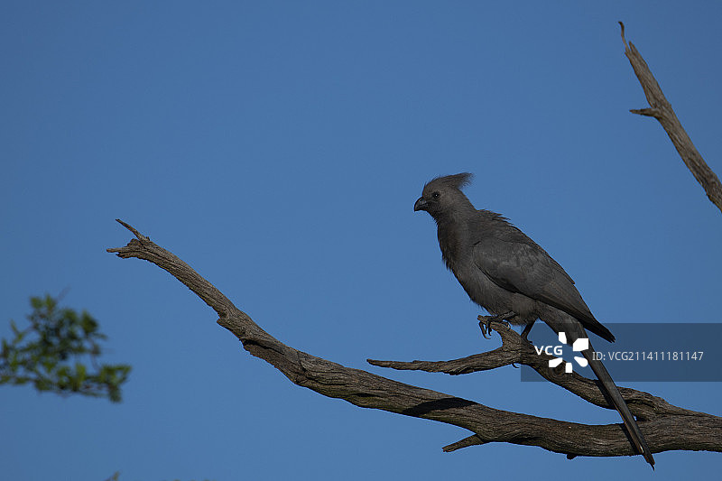 非洲皮拉内斯堡国家公园的灰蕉鹃鸟图片素材