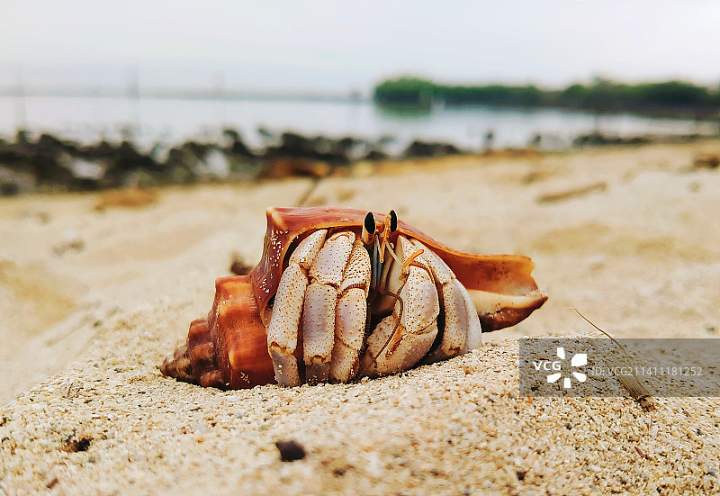 沙滩上沙滩上的螃蟹特写图片素材