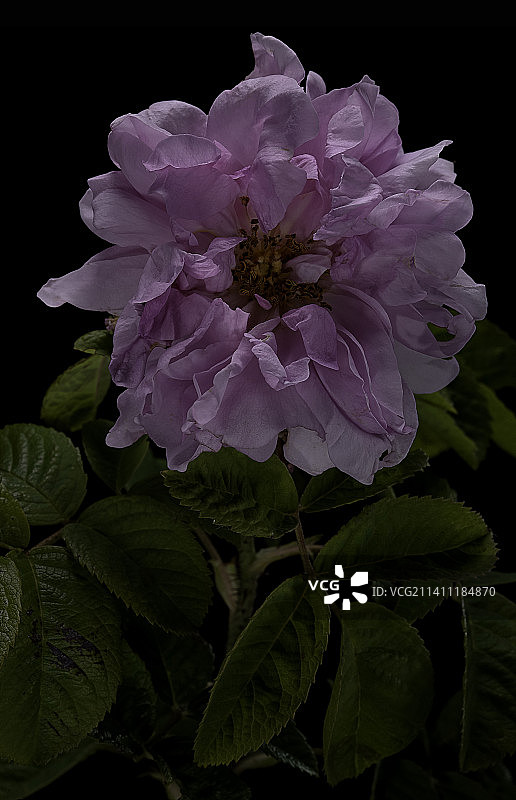 大马士革玫瑰图片素材