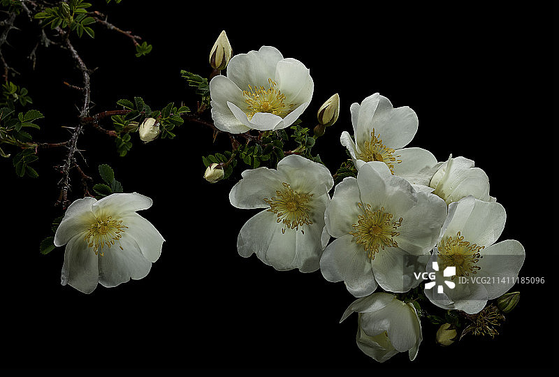 密生蔷薇图片素材