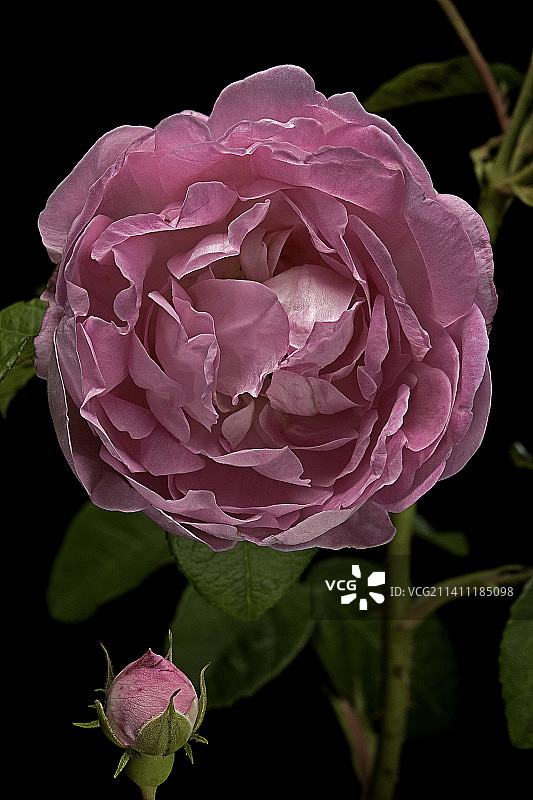 法国蔷薇‘昂古莱姆公爵夫人’图片素材