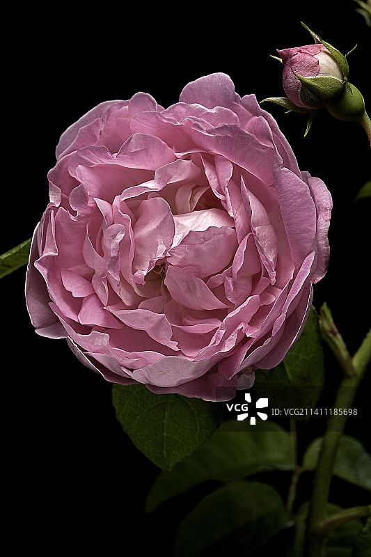 法国蔷薇‘昂古莱姆公爵夫人’图片素材