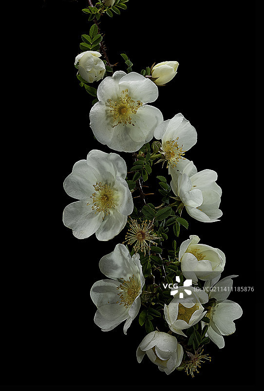 密生蔷薇图片素材