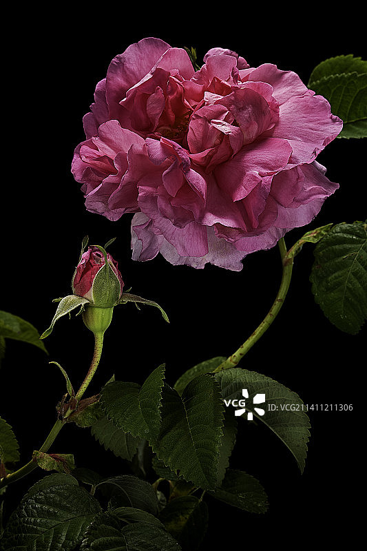 约瑟芬皇后蔷薇（法国蔷薇）图片素材