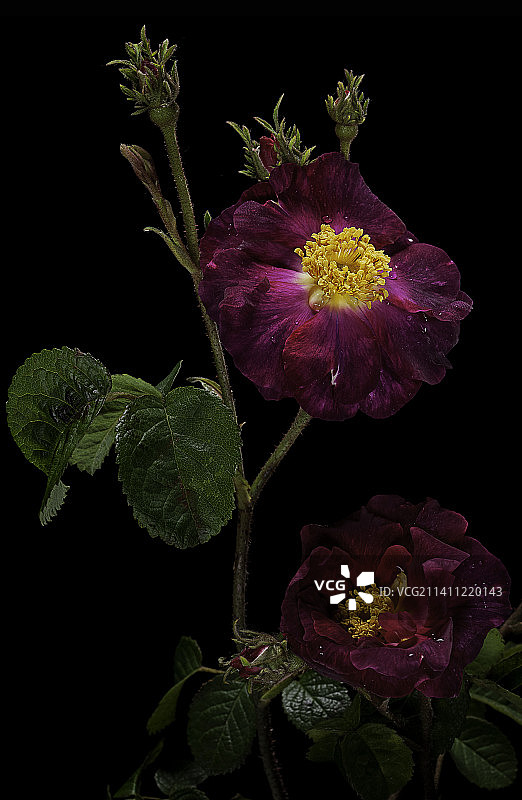 法国蔷薇图片素材