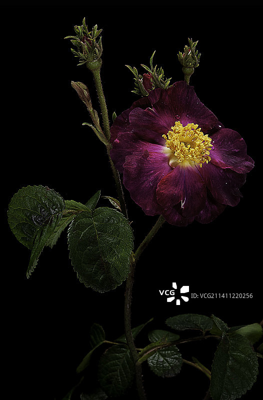 法国蔷薇图片素材