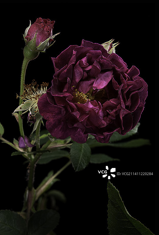 罗莎·加利卡“托斯卡纳”（法国玫瑰）图片素材