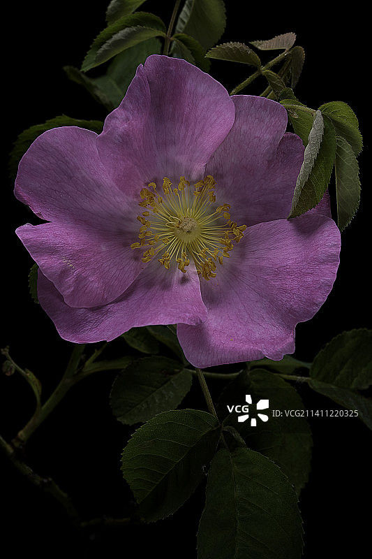 法国玫瑰图片素材