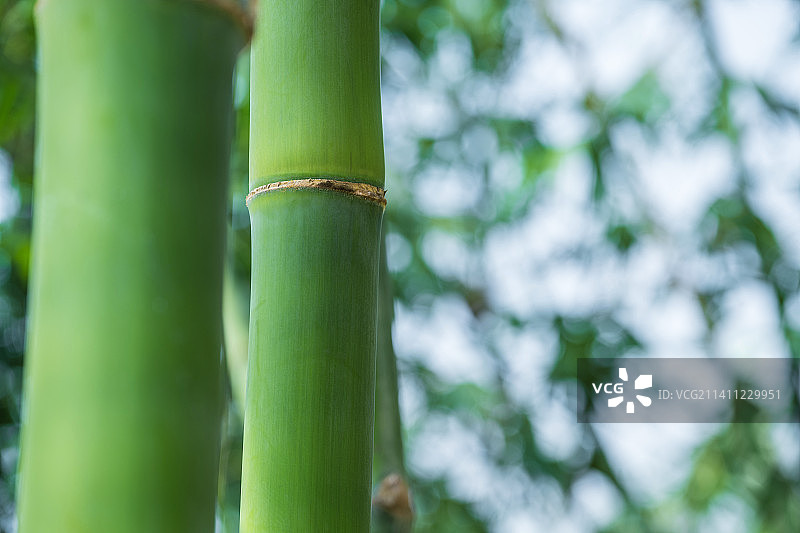 竹林竹子特写图片素材