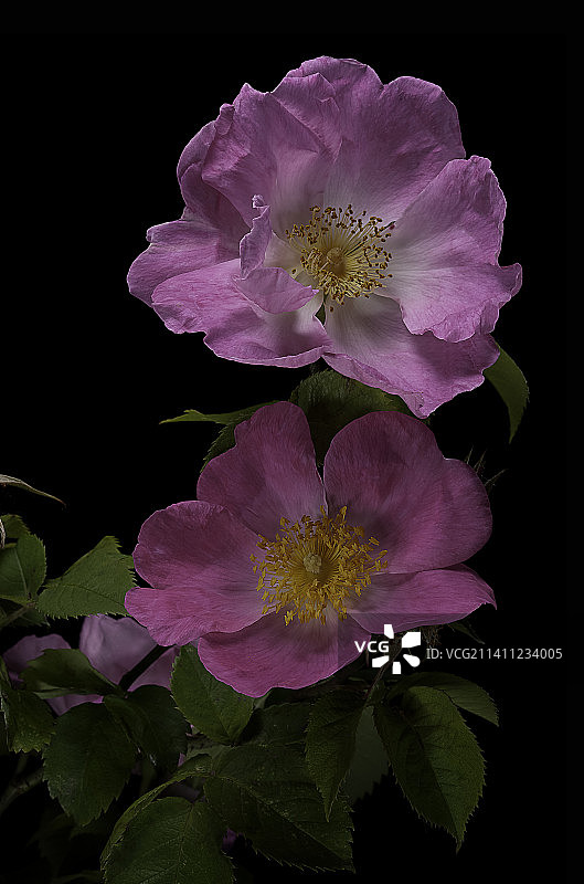 法国蔷薇图片素材