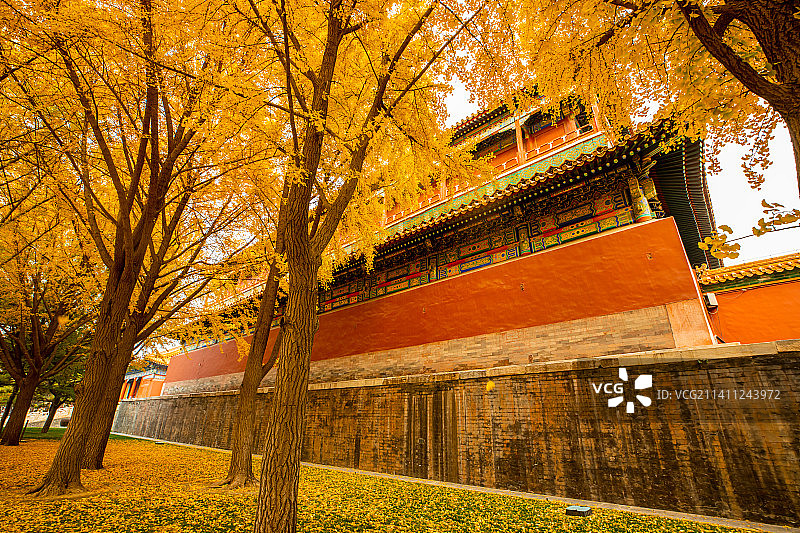 故宫金秋银杏图片素材