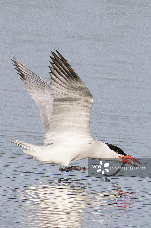 抓着鱼起飞的里海燕鸥图片素材
