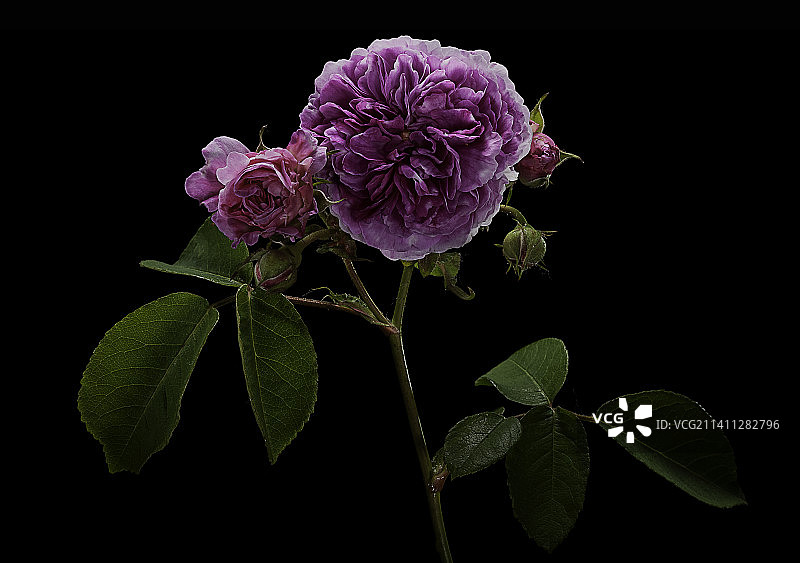 多花蔷薇图片素材