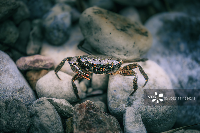 独鰲螃蟹图片素材