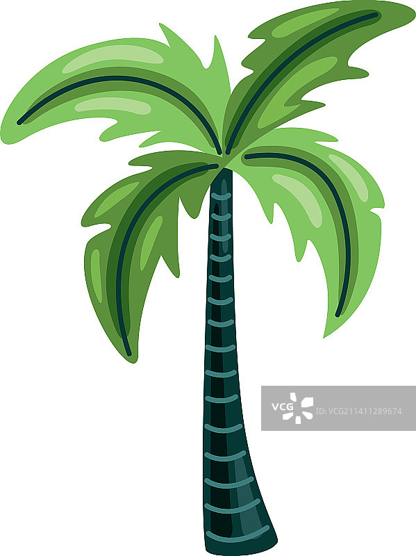 热带棕榈树图片素材