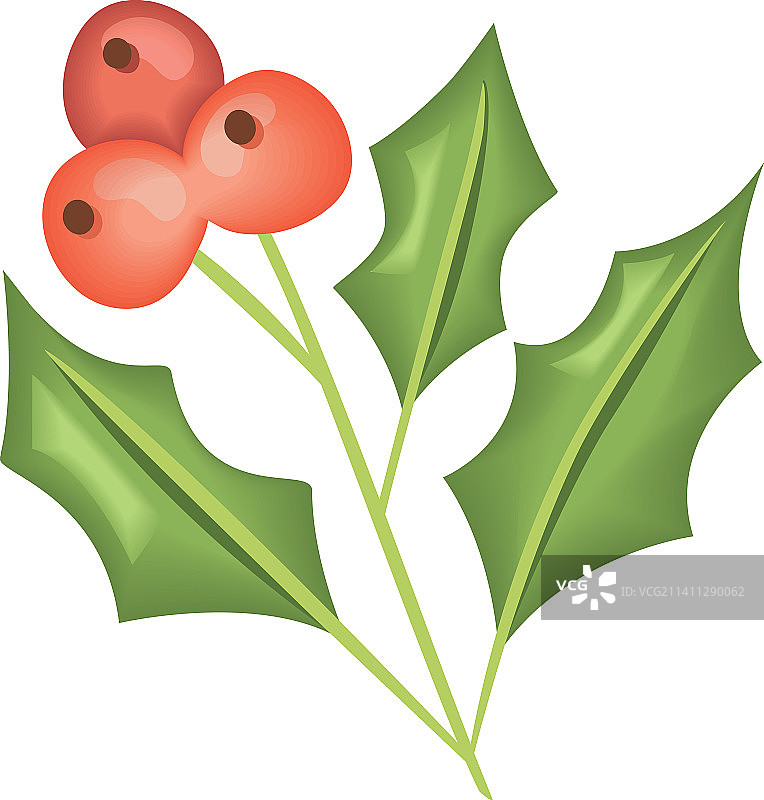 槲寄生种子和叶子图片素材