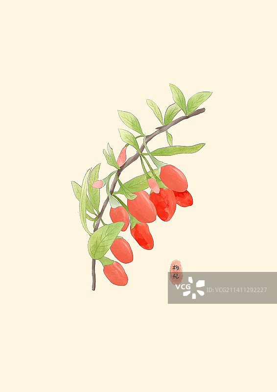 枸杞图片素材