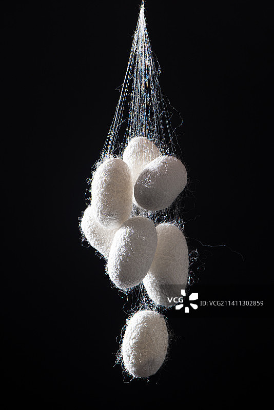 黑色背景上的蚕茧蚕丝图片素材