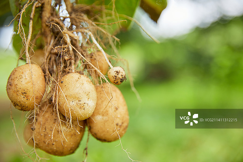 农作物、农业、菜园、种植、生土豆图片素材