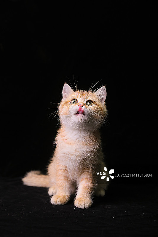 黑色背景下猫的特写镜头图片素材