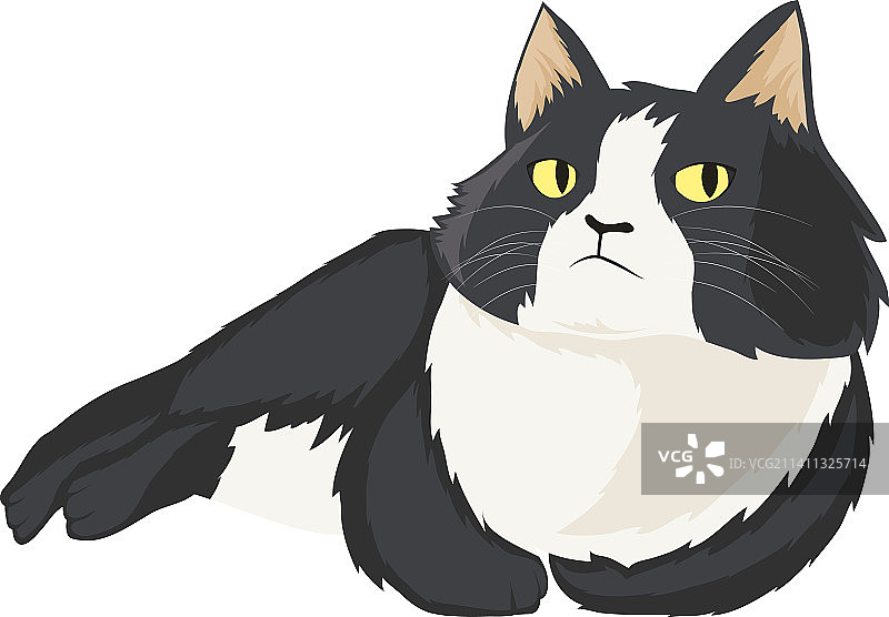 美国卷耳小猫图片素材