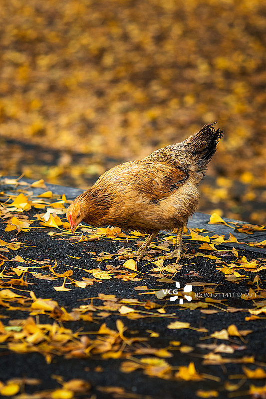 满地银杏叶的地上有一只母鸡图片素材
