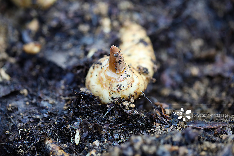 天麻|贵州天麻图片素材