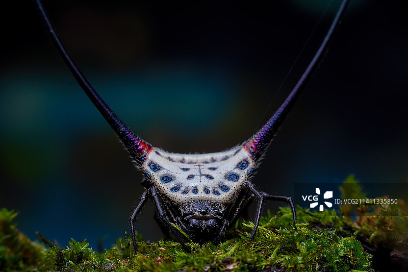 弓长棘蛛图片素材