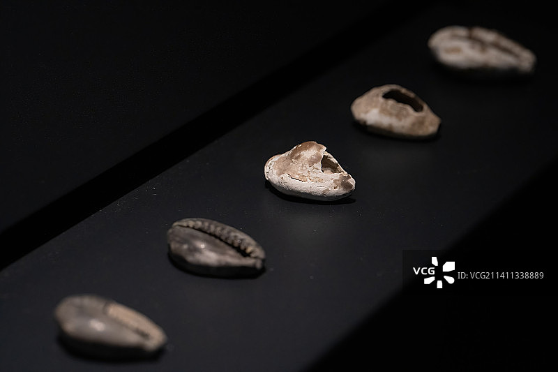 广汉三星堆遗址博物馆藏祭祀坑出土海贝图片素材