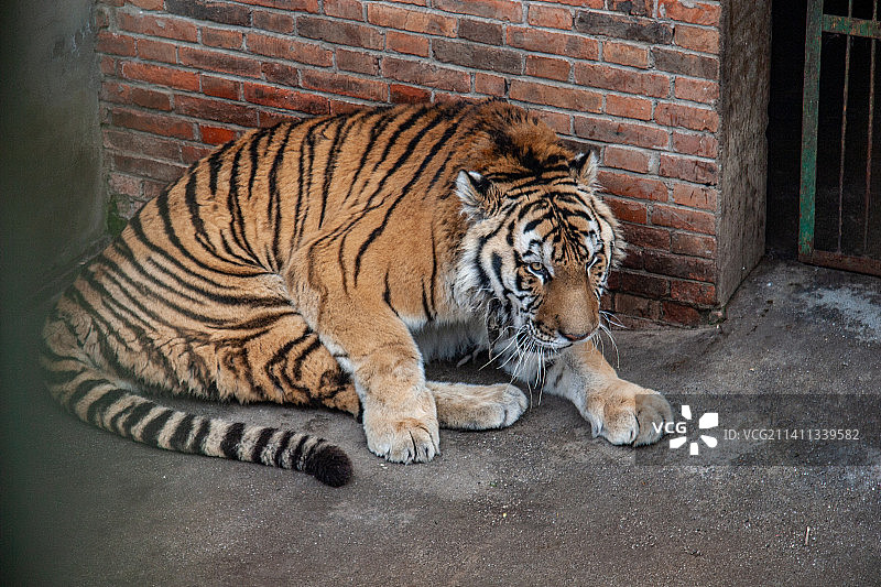 四川省绵阳市动物园圈养老虎图片素材