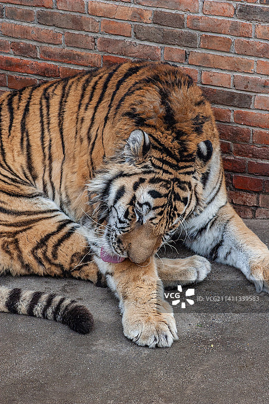 四川省绵阳市动物园圈养老虎图片素材