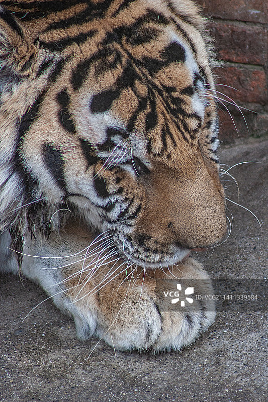四川省绵阳市动物园圈养老虎图片素材