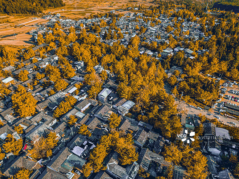 银杏村图片素材