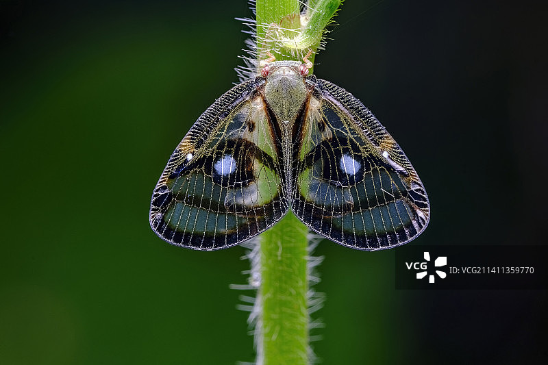 眼纹疏广翅蜡蝉图片素材