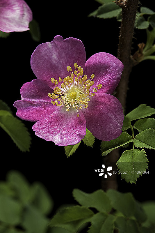 苦蔷薇 Mary Queen of Scots图片素材