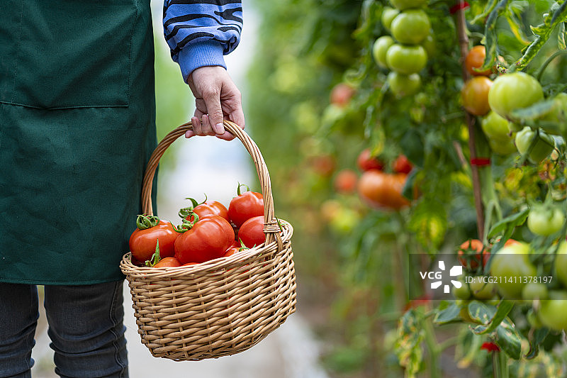菜园里采摘成熟西红柿的年轻女人图片素材
