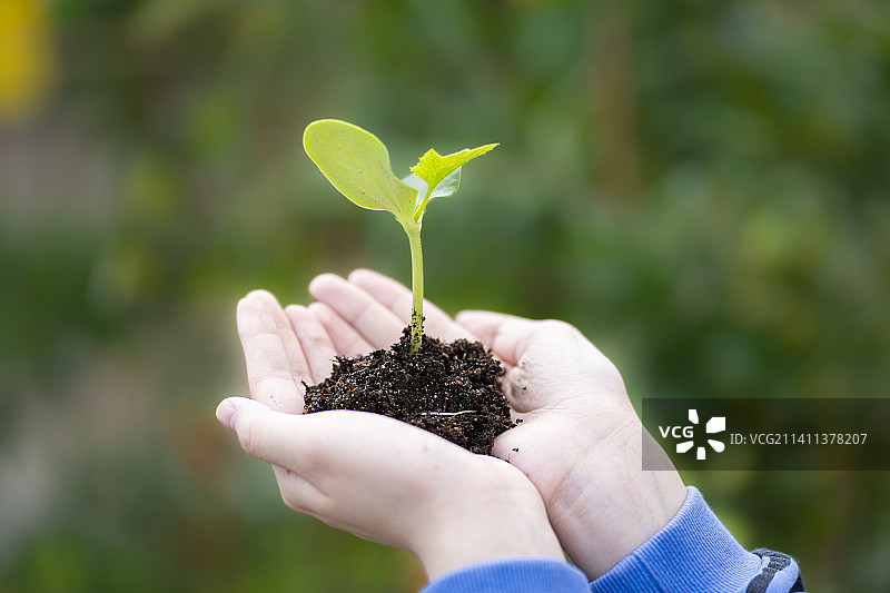 双手呵护着一棵幼苗的年轻女人图片素材