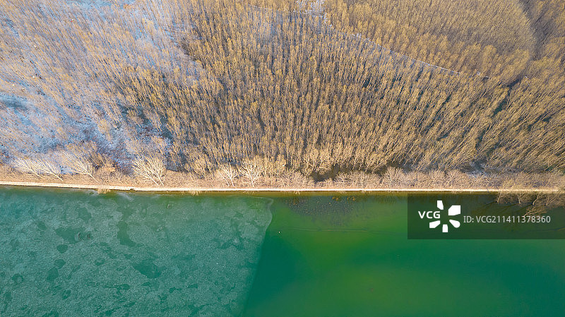 水中花图片素材