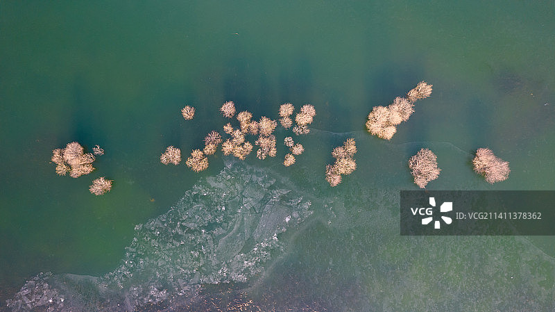 水中花图片素材