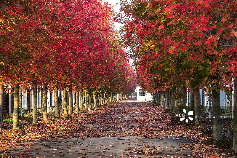 苏州园区的红枫小路图片素材