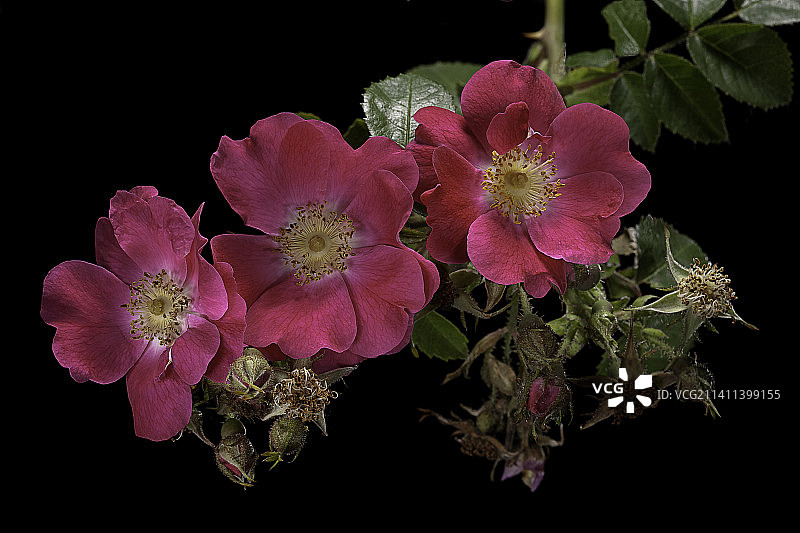 磨坊蔷薇图片素材