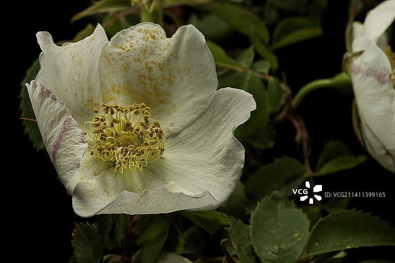 Rosa spinosissima ‘Frühlingsanfang’ (burnet rose, Scotch rose, Scotchbriar)图片素材