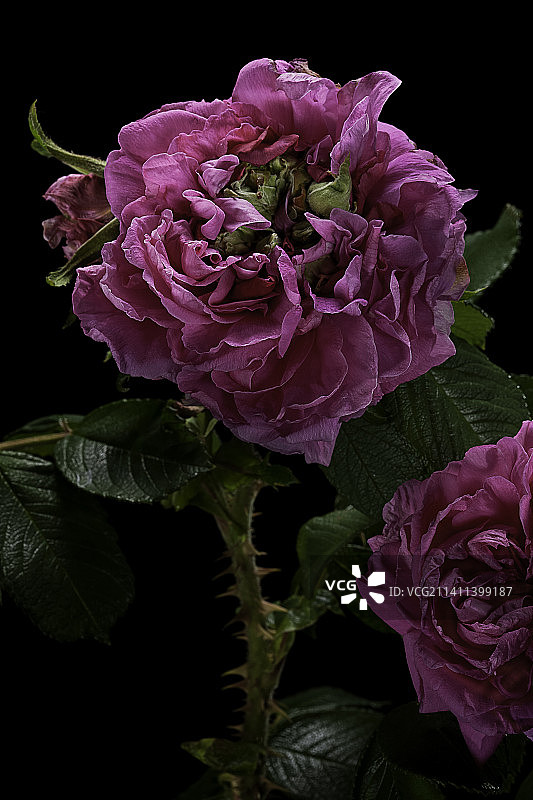 皱叶玫瑰图片素材