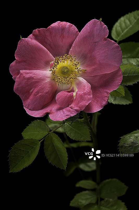 艾米·罗伯萨特欧洲刺蔷薇（甜蔷薇；欧洲野蔷薇）图片素材