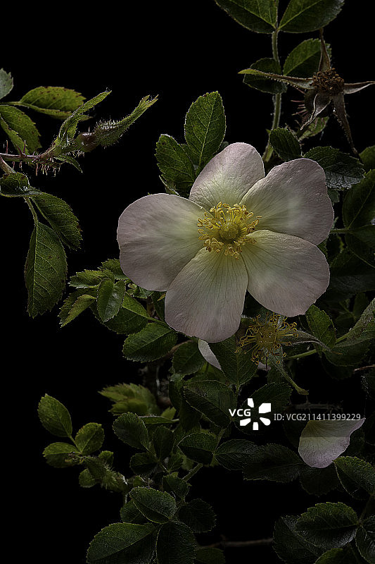 磨坊蔷薇图片素材